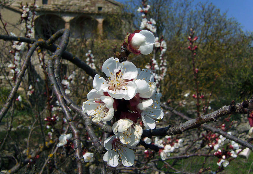 Prunus armeniaca - Wikipedia