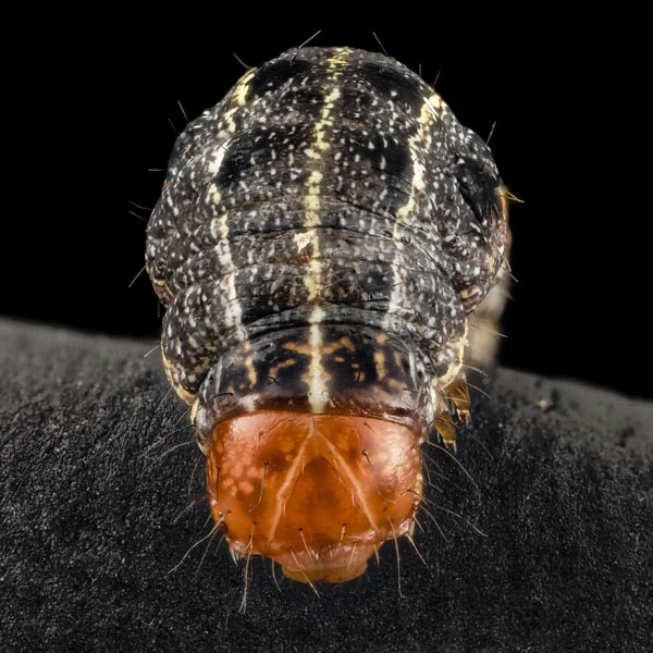 Shield-backed Cutworm Sunira decipiens (Grote, 1881)