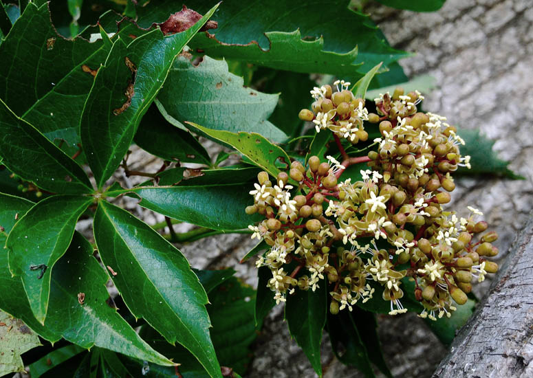 Virginia Creeper (Parthenocissus quinquefolia) – Orleans Conservation Trust