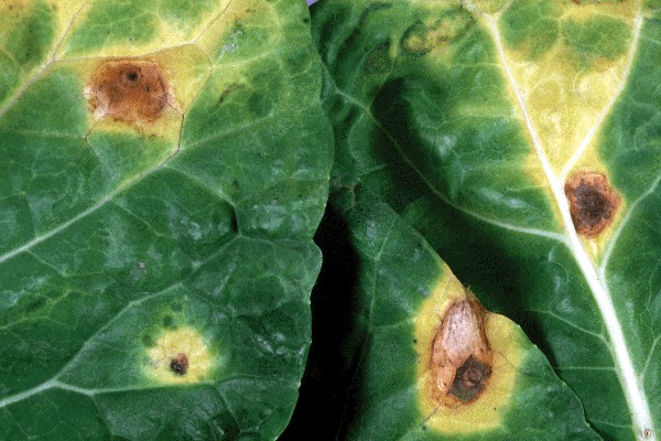 Leaf spots on cabbage.