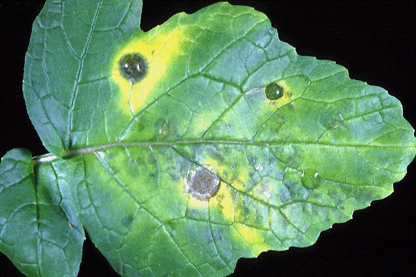 Leaf damage caused by A. brassicicola (experimental inoculation). Necrotic lesions are surrounded by chlorotic areas.Symptoms caused by A. brassicae are similar to those caused by A. brassicicola; however, A. brassicae causes grey to dark-brown to almost black lesions whereas A. brassicicola causes sooty-black lesions.