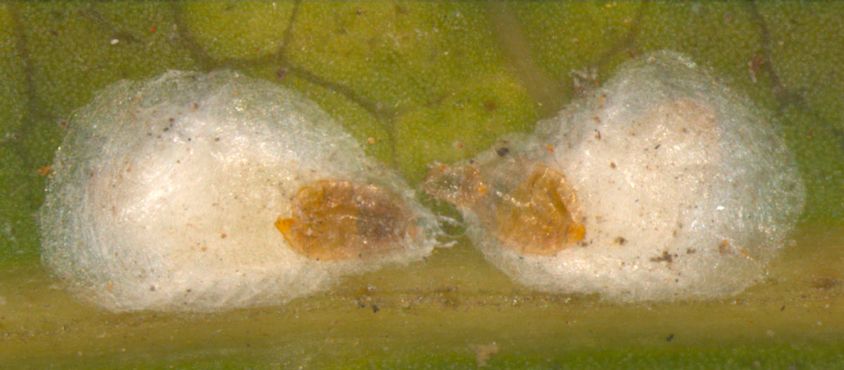 false oleander scale - Pseudaulacaspis cockerelli (Cooley)