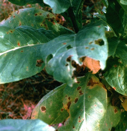 The first symptoms of brown spot disease are small, circular, dark-brown lesions on the lower leaves of field plants and sometimes on old seedlings or the senescing leaves of transplants. The lesions enlarge as the leaves mature and are surrounded by an irregular, yellow halo.