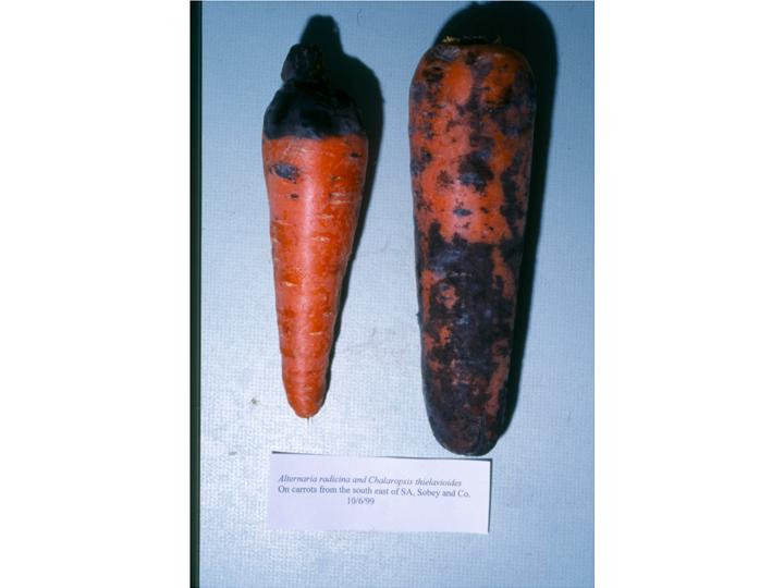 carrot black rot