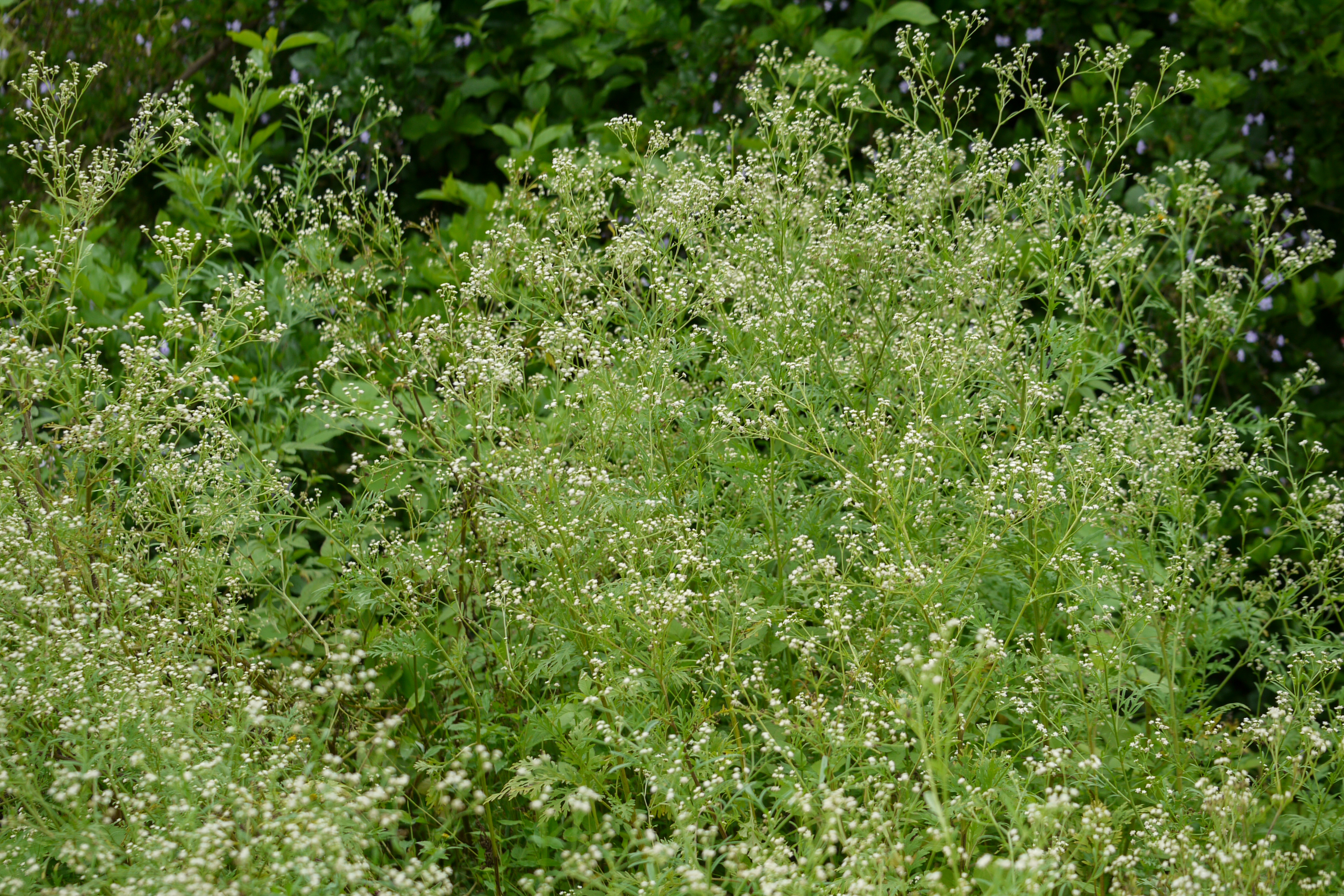 Parthenium hysterophorus (parthenium weed); Habit. August 2010.