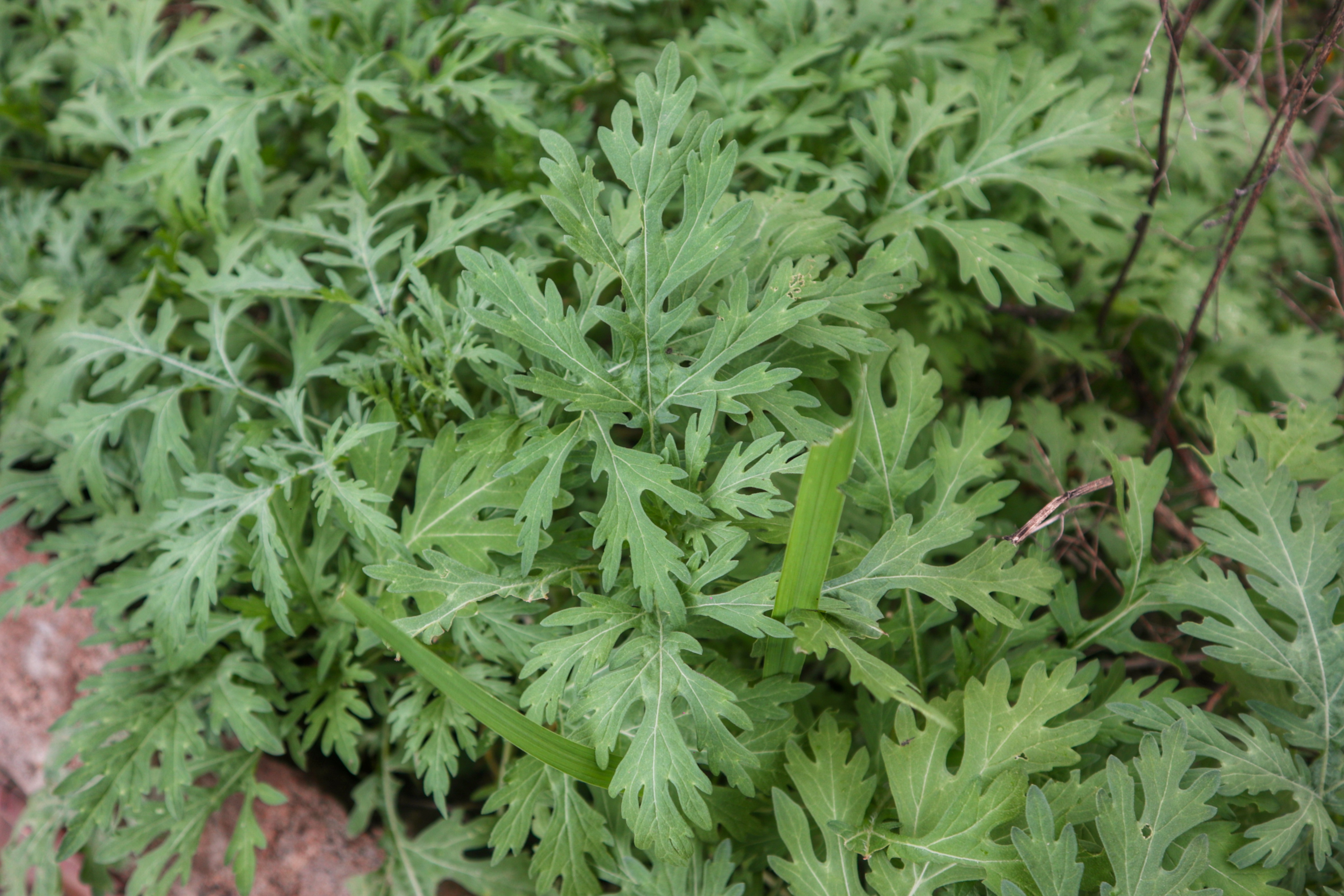 Parthenium hysterophorus (parthenium weed); Foliage. India. July 2020.