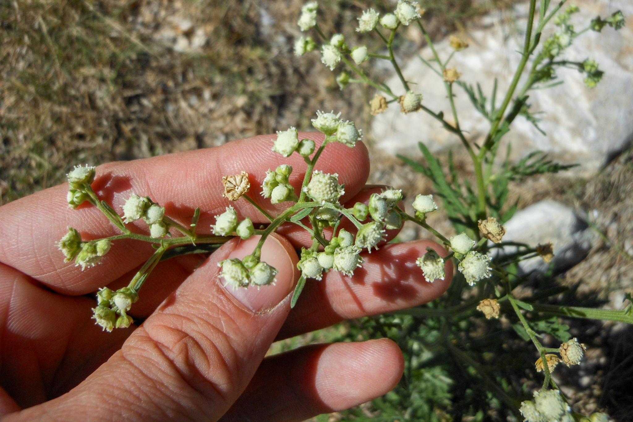 Parthenium hysterophorus (parthenium weed); Flowers. Fort Worth, Texas, USA. September 2012.