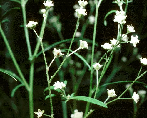 Parthenium weed: detail of capitula (flower).