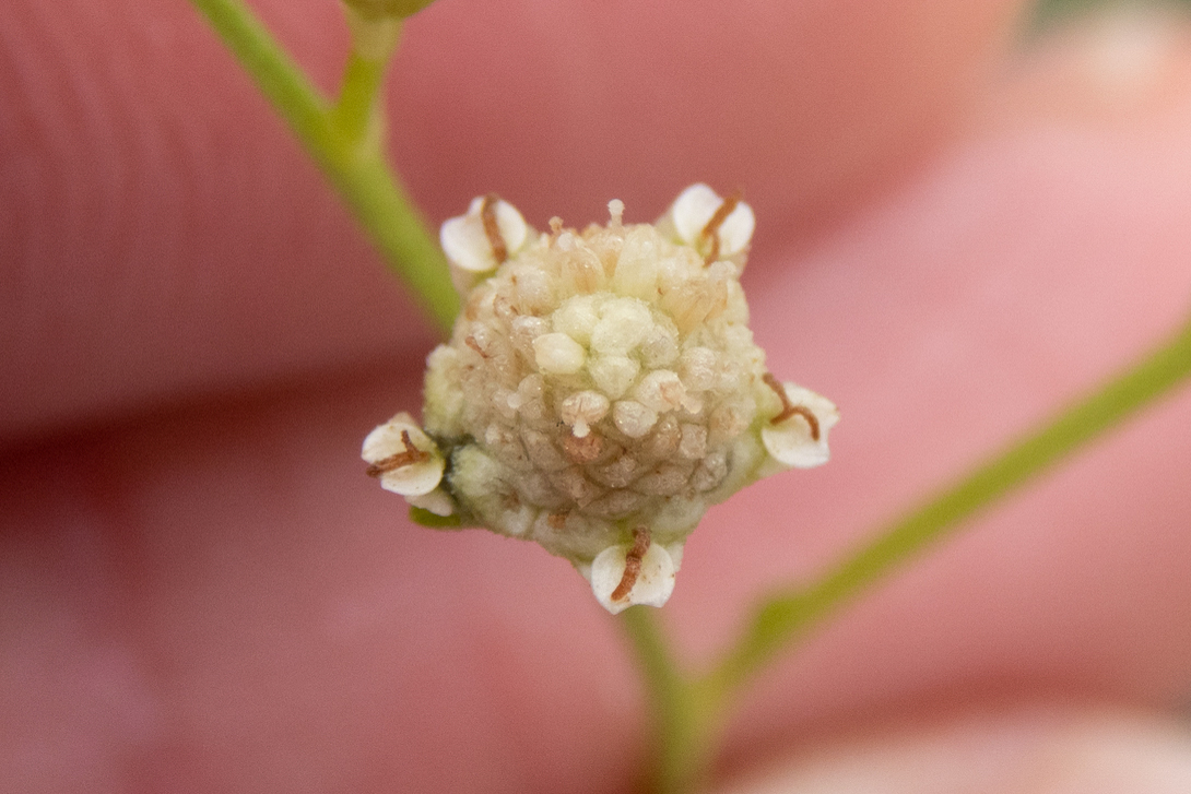 Parthenium hysterophorus (parthenium weed); Flowers. Thekwane, South Africa. April 2022.