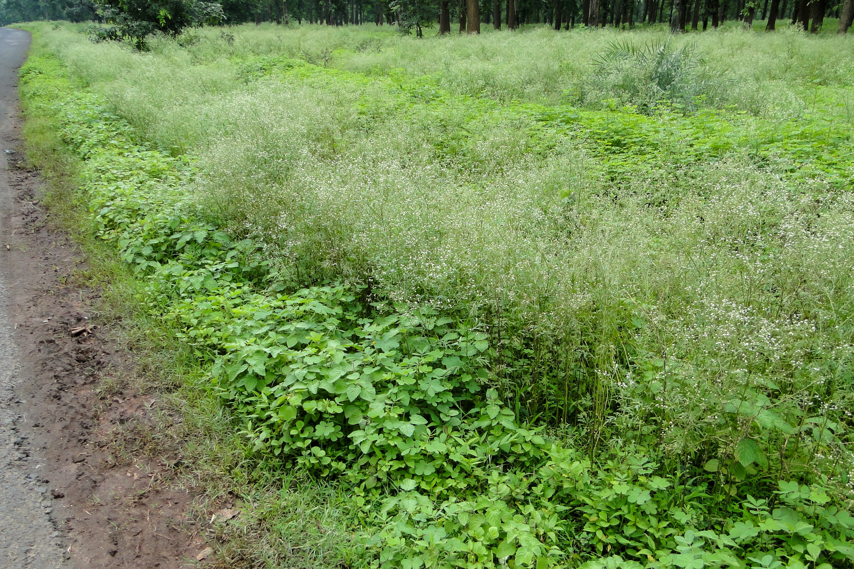 Parthenium hysterophorus (parthenium weed); Invasive habit. Achanakmar Tiger Reserve, Bilaspur, Chhattisgarh, India. August 2012.