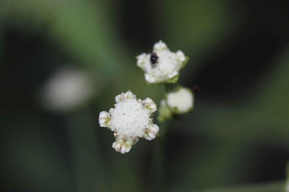 Parthenium hysterophorus (parthenium weed); Flowers. Linares, Nuevo Leon, Mexico. January 2014.