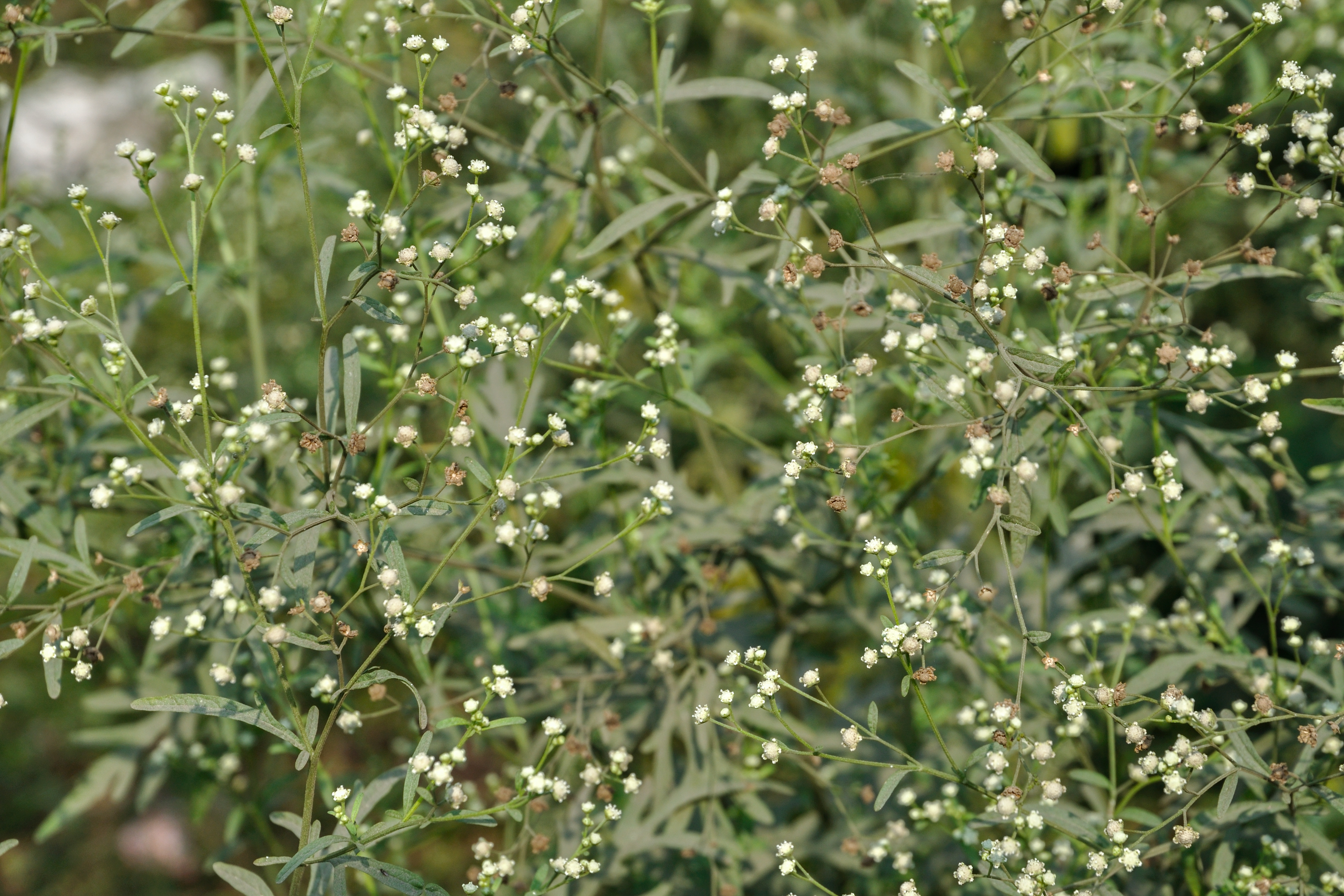 Parthenium hysterophorus (parthenium weed); Flowering habit. Howrah, India. January 2011.