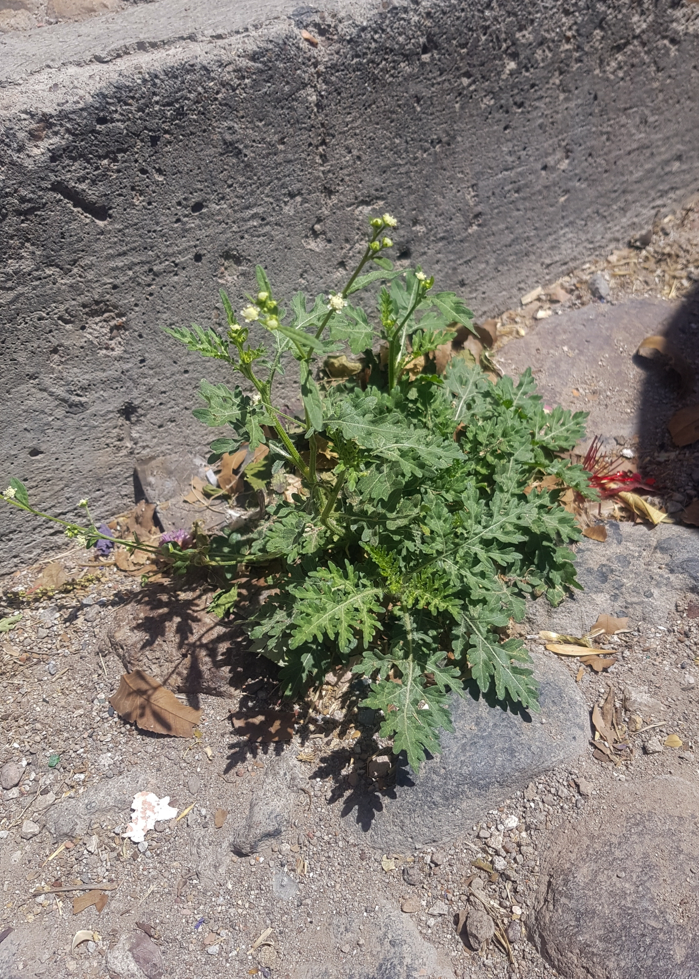 Parthenium hysterophorus (parthenium weed); Habit. San Miguel de Allende, Guanajuato, Mexico. April 2021.