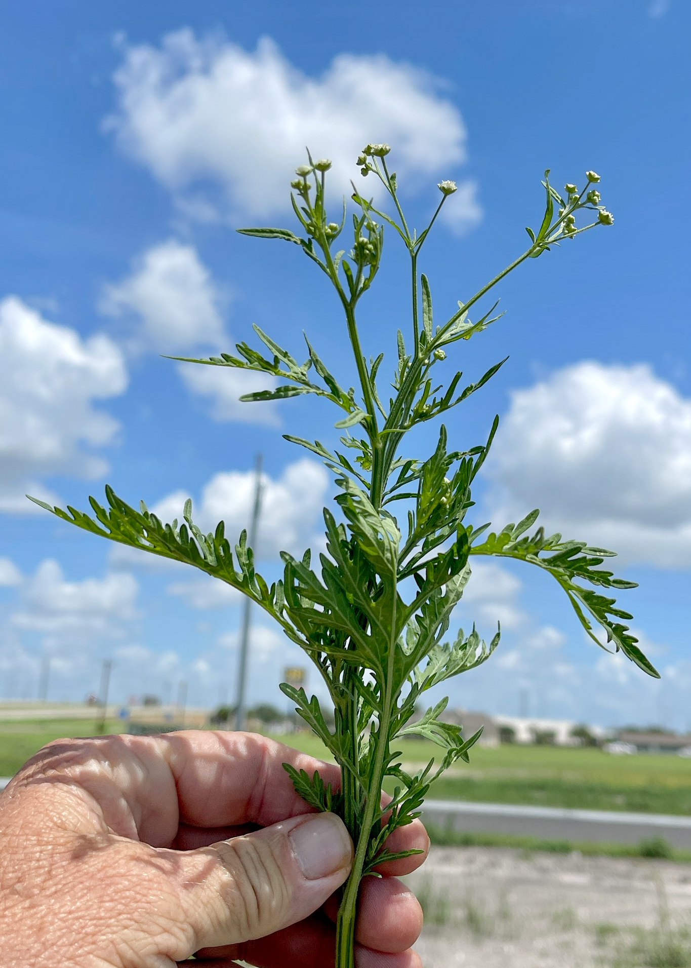 Parthenium hysterophorus (parthenium weed); Plant. Calallen, Corpus Christi, Texas, USA. August 2022.