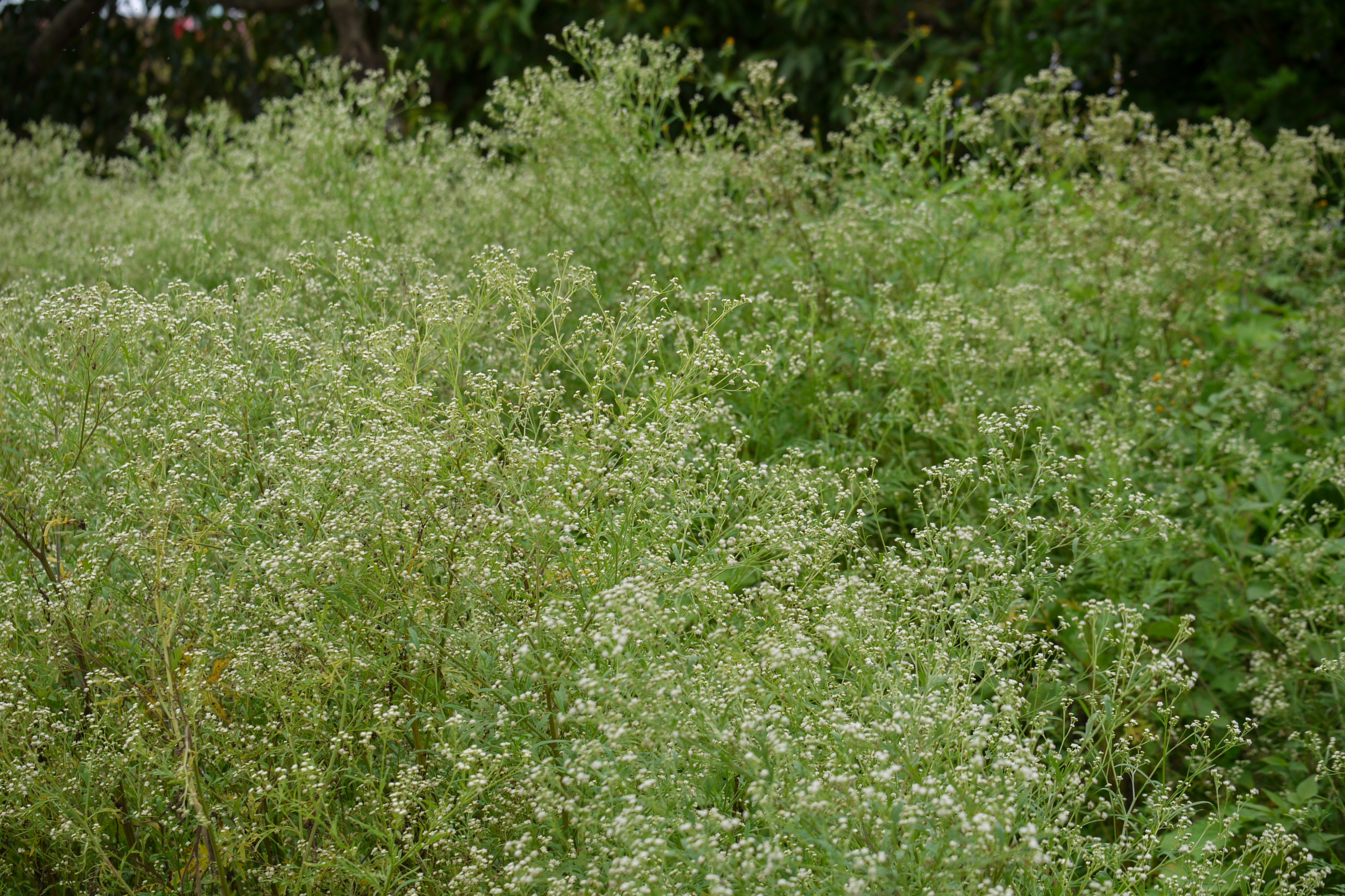 Parthenium hysterophorus (parthenium weed); Habit. August 2010.