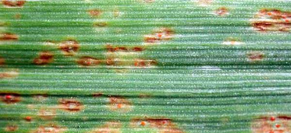 Barley line showing a hypersensitive reaction to infection by the barley leaf rust fungus.