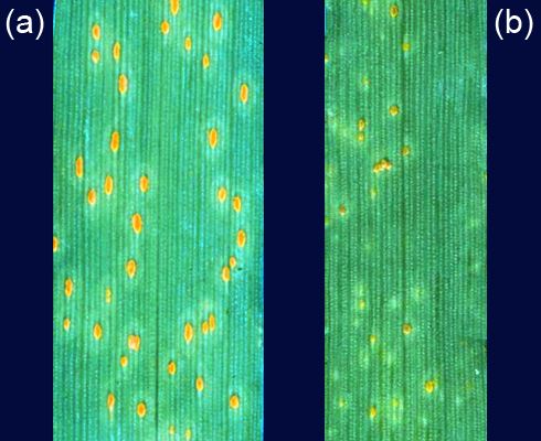 (a) barley line L94 with full susceptibility to barley leaf rust, showing the symptoms of the disease. (b) barley line Vada, with a high level of partial resistance to barley leaf rust, leading to slower maturation of pustules.