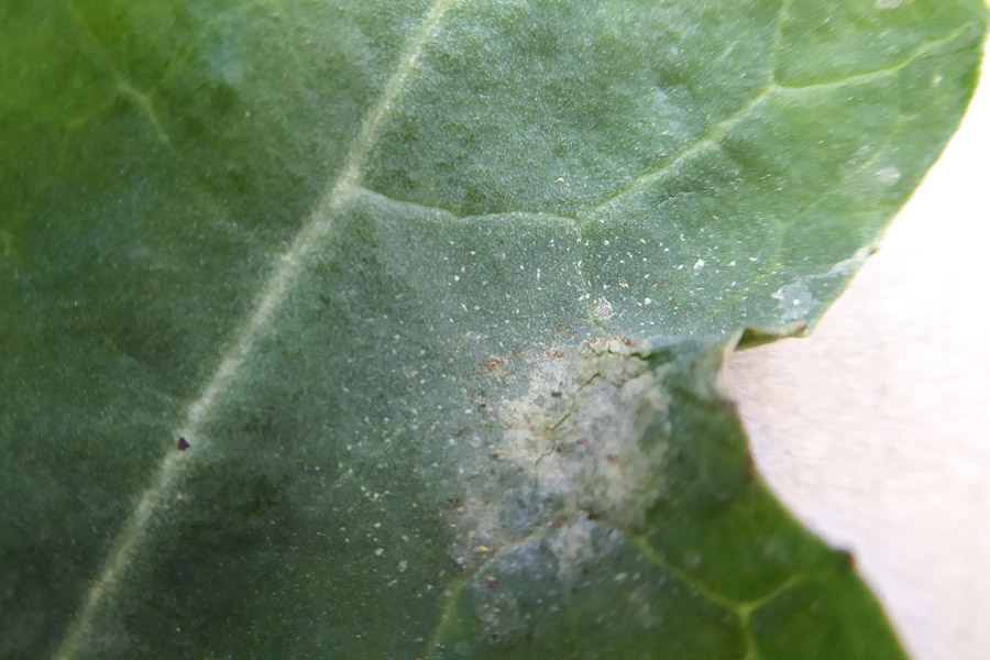 Pyrenopeziza (light leaf spot) | PlantwisePlus Knowledge Bank