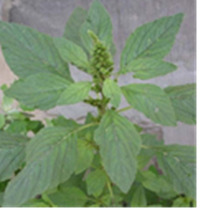Redroot Pigweed In Soybean China 1 