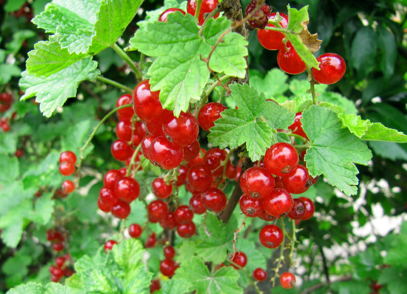 Ribes rubrum (red currant); red currants on bush. France. June 2010.