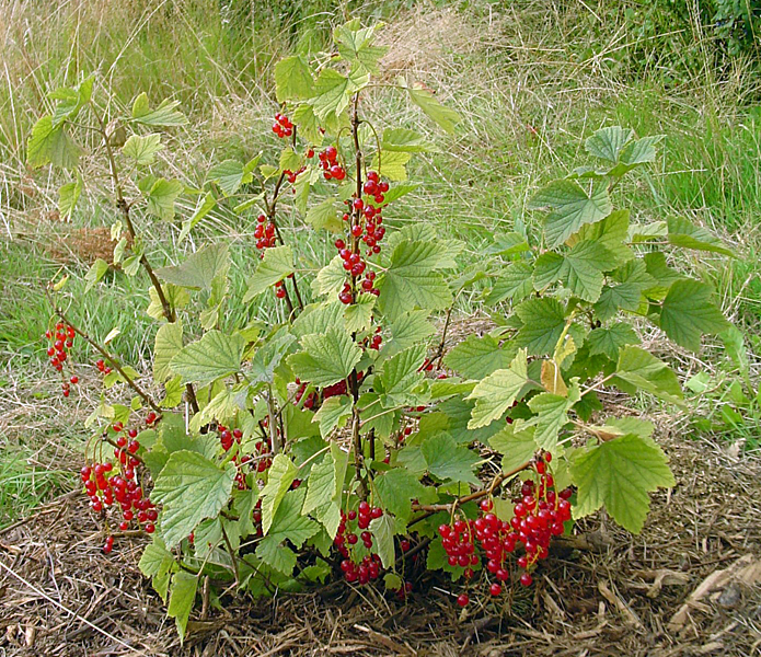 Ribes rubrum (red currant); bush, showing habit with fruit.