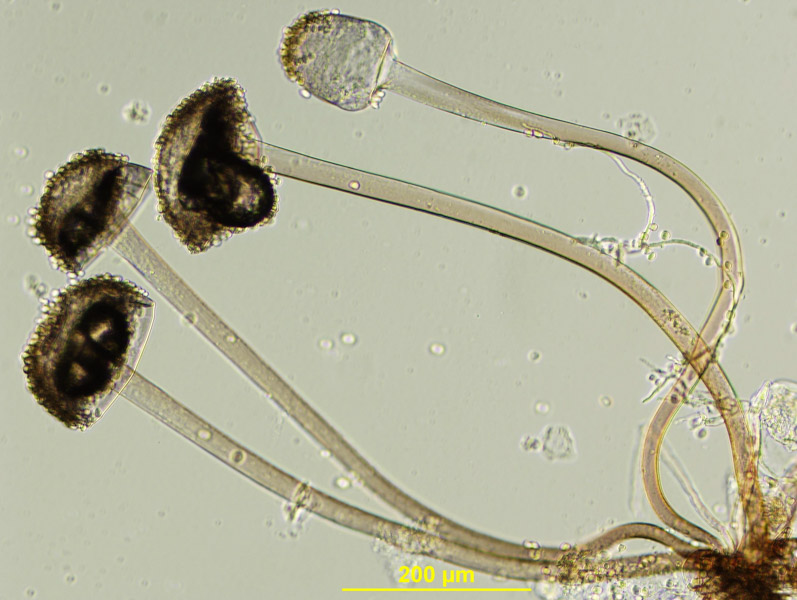 Мукор обыкновенный. Плесень ризопус (Rhizopus oligosporus). Мукор ризопус. Ризопус микроскоп. Ризопус на семенах подсолнечника.