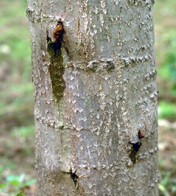 Saperda carcharias (large poplar borer); larval galleries.