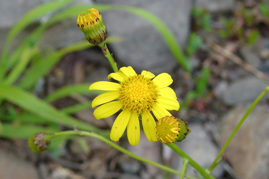 Senecio inaequidens (South African ragwort); Flower. Tuchan, France. May 2014.