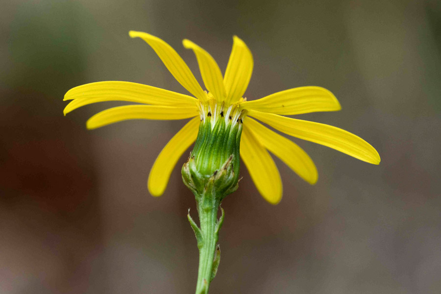 Senecio inaequidens (South African ragwort); Flower - involucre. Vaison-la-Romaine, France. October 2019.