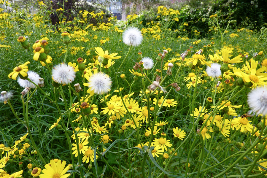 Senecio inaequidens (South African ragwort); Flowering habit. Essen, Germany. September 2010.