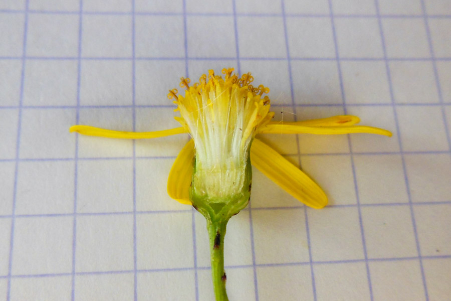 Senecio inaequidens (South African ragwort); Flower. Limay, France. September 2013.