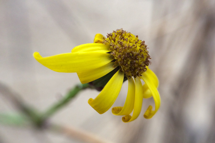 Senecio inaequidens (South African ragwort); Flower. La Teste-de-Buch, France. December 2019.