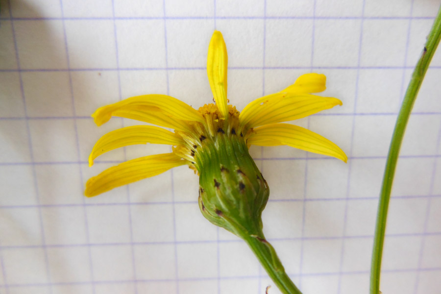 Senecio inaequidens (South African ragwort); Flower - involucre. Limay, France. June 2012.