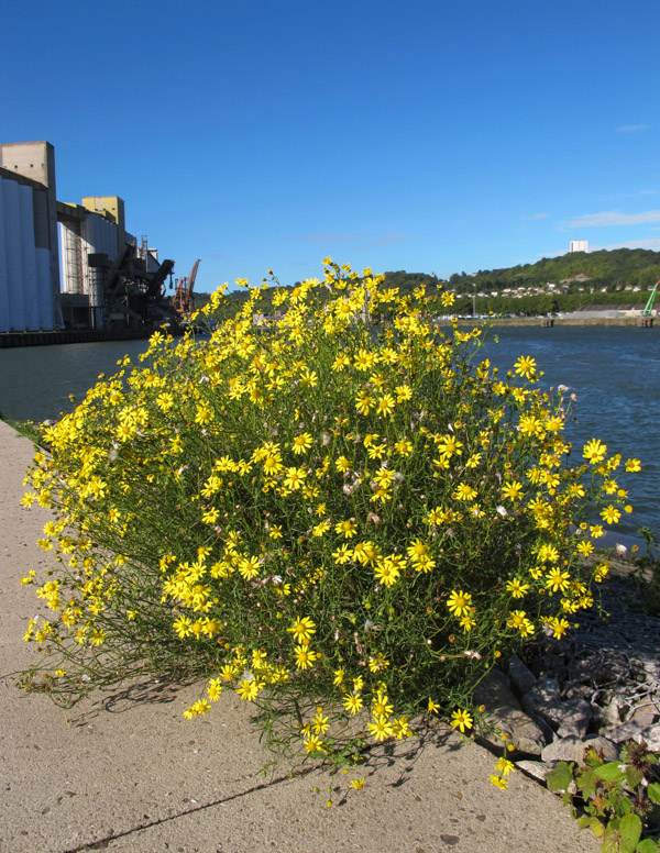 Senecio inaequidens (South African ragwort); Flowering habit. Rouen, France. September 2015.