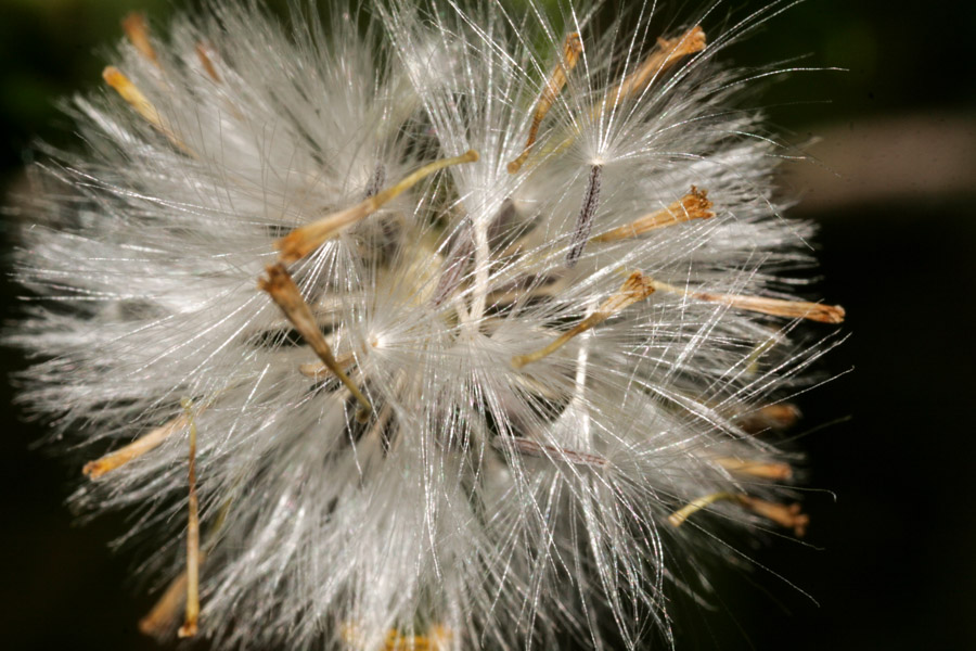 Senecio inaequidens (South African ragwort); Seedhead. Le Crès, France. July 2014.