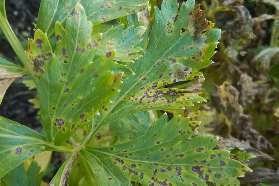 mancha foliar de septoria cannabis