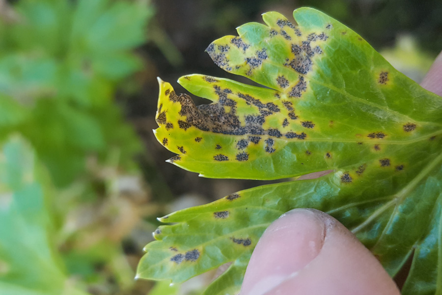 mancha foliar de septoria cannabis