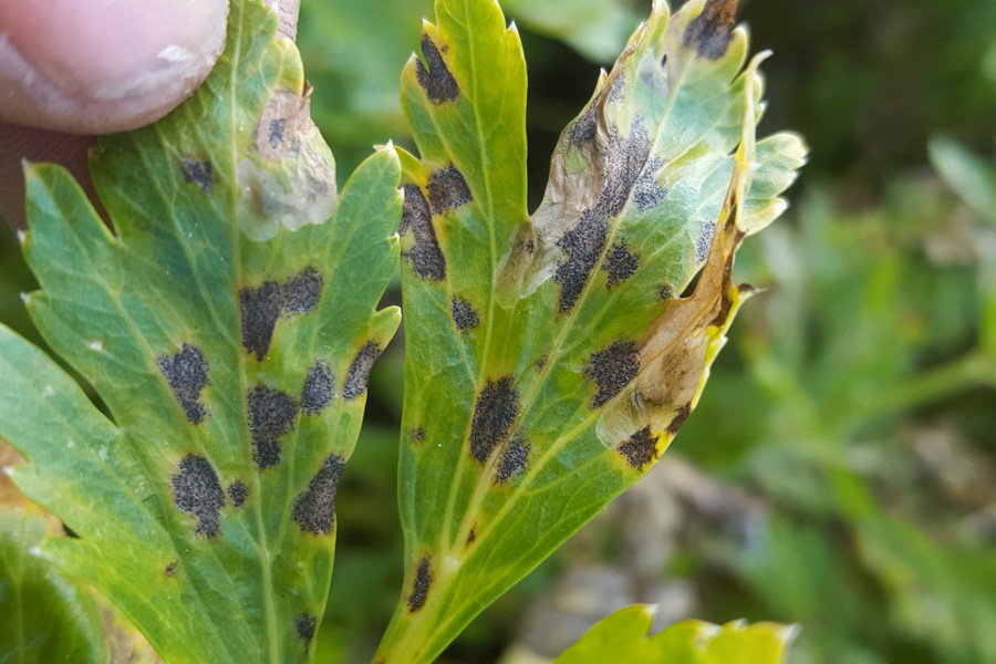 mancha foliar de septoria cannabis