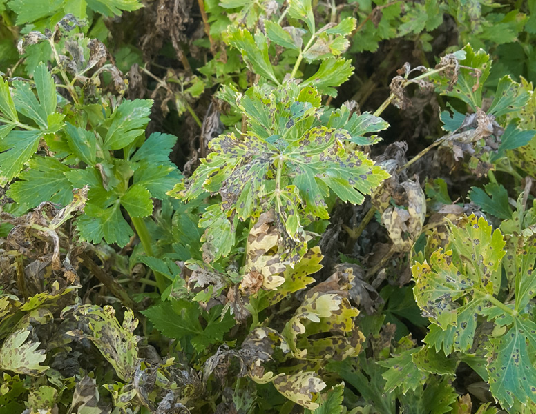 mancha foliar de septoria cannabis