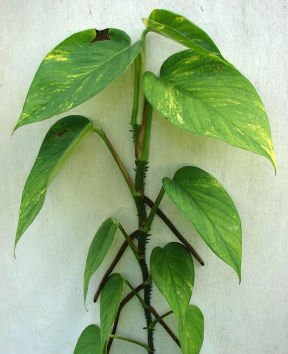 Epipremnum pinnatum cv. Aureum