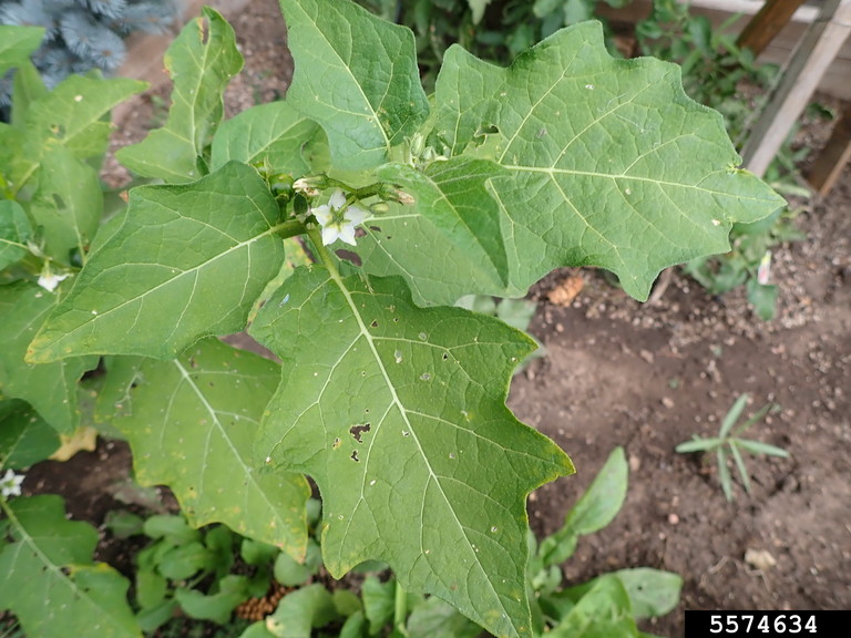 File:African scarlet eggplant (Solanum aethiopicum).jpg - Wikimedia Commons