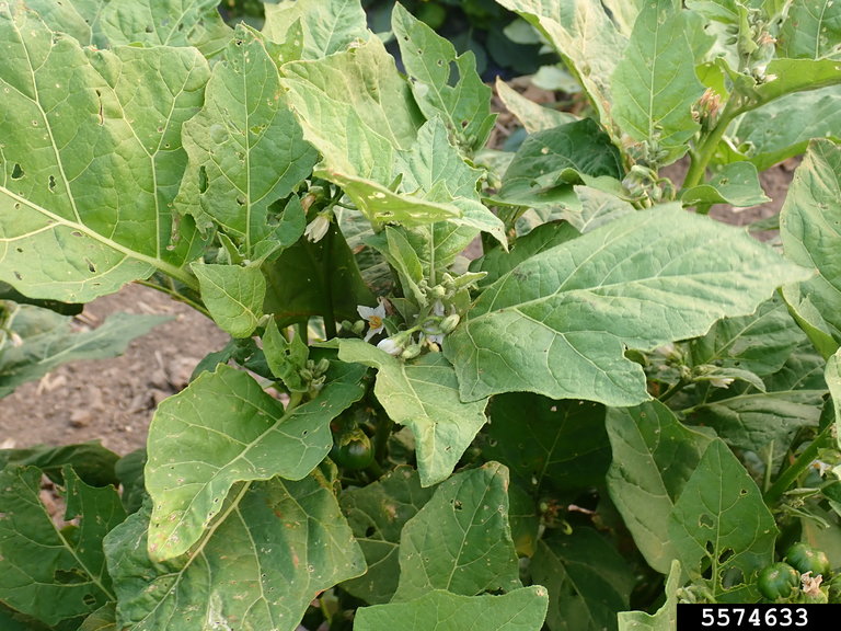 File:African scarlet eggplant (Solanum aethiopicum).jpg - Wikimedia Commons