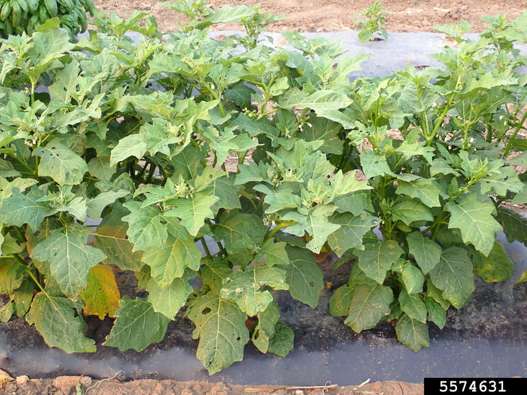 File:African scarlet eggplant (Solanum aethiopicum).jpg - Wikimedia Commons