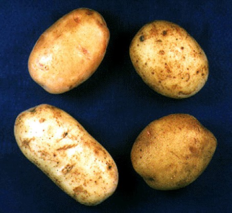Solanum tuberosum (Potato)