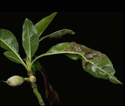 Taphrina deformans; Symptoms on almond.