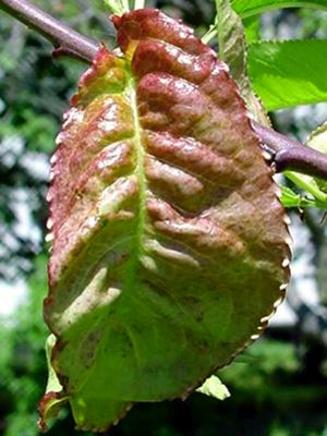 T. deformans symptoms on peach leaf in the field.