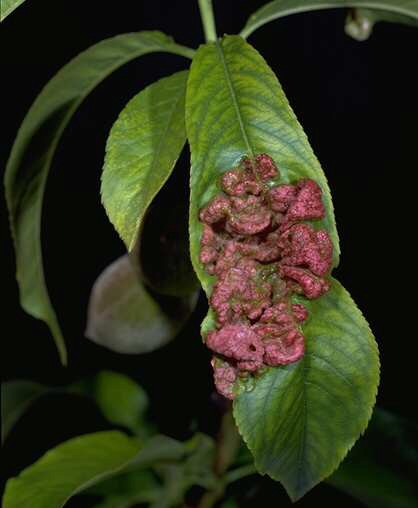Leaves are thickened and distorted (puckered, curled) and green to bright red, depending on variety. 