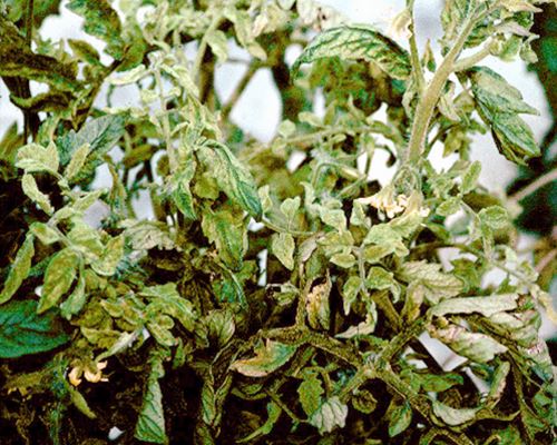 Tomato mottle virus | PlantwisePlus Knowledge Bank