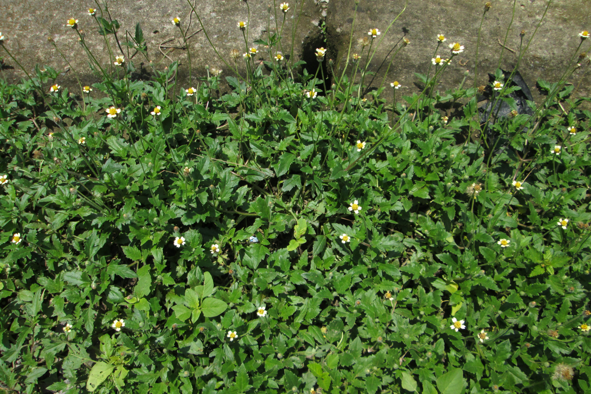 Tridax procumbens (coat buttons); Flowering habit. Semarang, Indonesia. October 2020.