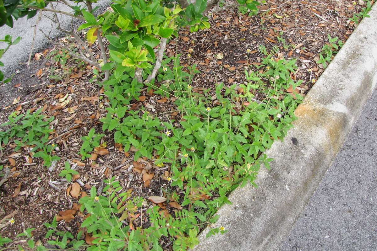 Tridax procumbens (coat buttons); Habit. Marriott Boynton Beach, Florida, USA. September 2009.